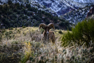 mountain sheep in the mountains