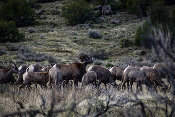 herd of sheep in the mountains