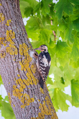 Female Syrian woodpecker, Dendrocopos syriacus, sits on a tree trunk.