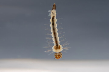 Macro of mosquito larva on black background. Mosquito's larva in water.