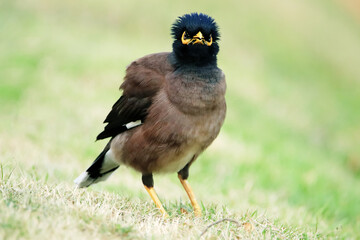 The Common Myna on green field