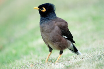 The Common Myna on green field