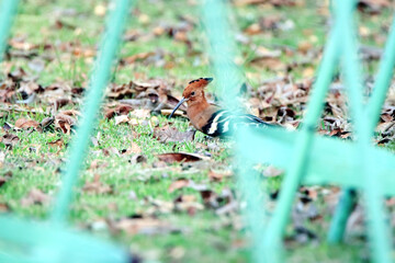 The Hoopoe on the field