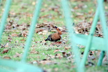The Hoopoe on the field