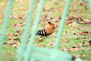 The Hoopoe on the field