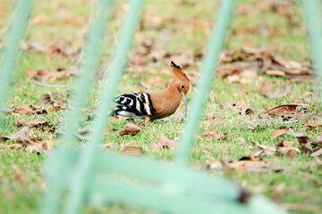 The Hoopoe on the field