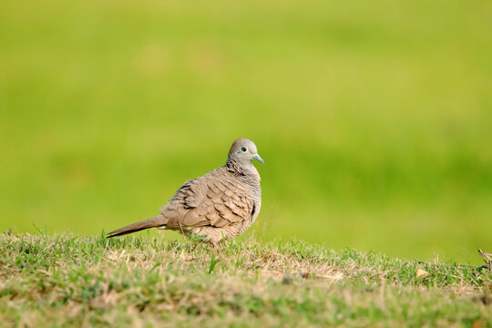 A Zebra Dove On Field