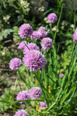 purple flowers of onion allium cepa