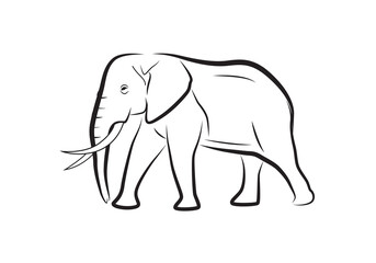 African Elephant vector isolated on white. Walking elephant icon.