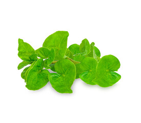 Fresh watercress isolated on transparent background. (.PNG)