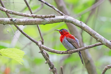 The Crimson Sunbird on a branch in nature