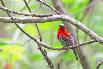 The Crimson Sunbird on a branch in nature
