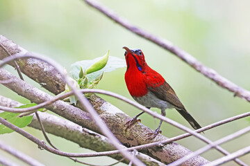 The Crimson Sunbird on a branch in nature