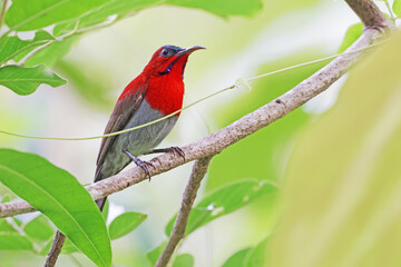 The Crimson Sunbird on a branch in nature