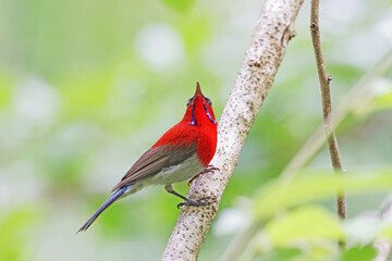 The Crimson Sunbird on a branch in nature