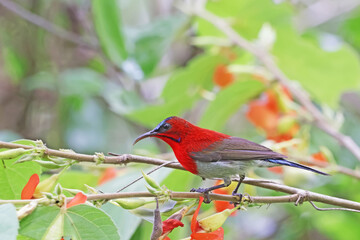 The Crimson Sunbird on a branch in nature