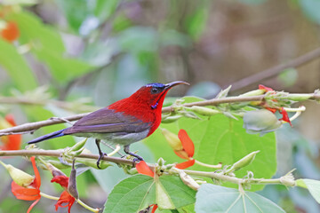 The Crimson Sunbird on a branch in nature