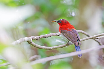 The Crimson Sunbird on a branch in nature
