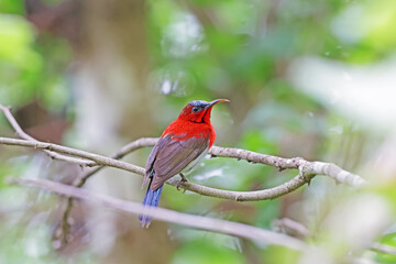 The Crimson Sunbird on a branch in nature