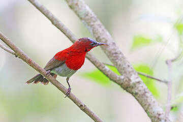 The Crimson Sunbird on a branch in nature