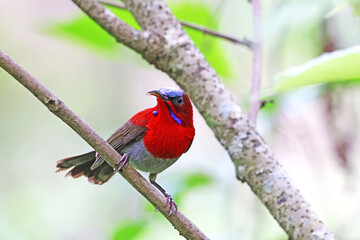 The Crimson Sunbird on a branch in nature