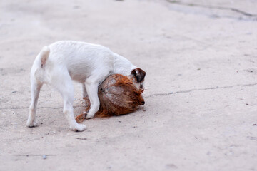 Dog Jack Russell plays with coconut on concrete. Shallow depth of field. Horizontal.