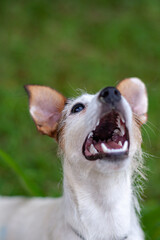 The head of Jack Russell dog with open mouth looks up against background of blurry grass. Shallow...