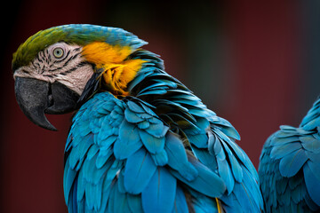 Close up portrait of blue-and-yellow macaw (Ara ararauna) sitting on a branch and brushing. This parrots inhabits forest, woodland and savannah of tropical South America