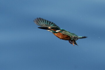 kingfisher in a seashore