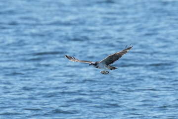 osprey is hunting a fish