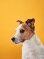  Jack Russell Terrier on a yellow background. A happy and charming dog. Pet in the studio.