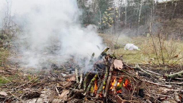 Bright Blazing Bonfire with Burning Firewood in the Forest