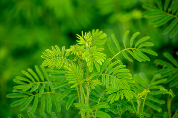 close up of green leaves