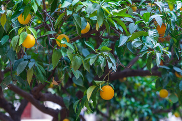 Oranges hanging on a tree, soon to be harvested