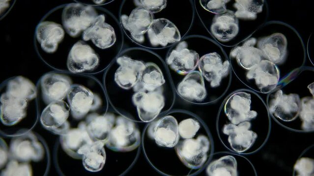 Movement of larvae of the veliger Opisthobranchia in laid eggs under a microscope, class Gastropoda. The specimen was found in the Barents Sea.
