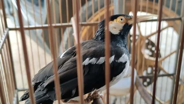 Pied Myna Bird In Bamboos Cage