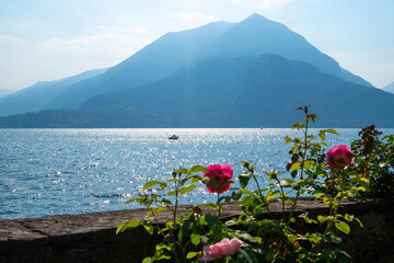 Panoramic view of Lake Como and Alpine mountains visible from the botanical garden of Villa Monastero with blooming roses in the foreground in the old traditional village of Varenna, Italy.