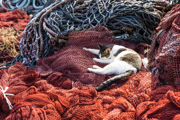 漁港にて漁師の網の上で眠る可愛い猫