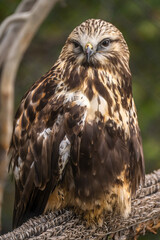 Close-up of Rough Legged Hawk, Grizzly  Wolf Discovery Centre, Yellowstone National Park.