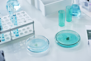 Group of petri dishes, flasks and other clinical glassware with liquid substances necessary for new scientific experiment