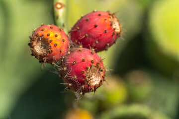 Close-up of Prickly Pear Fruit (Opuntia oricola)