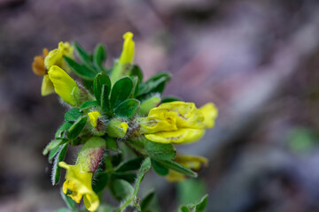 Cytisus hirsutus flower growing in forest, close up