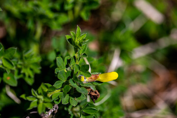 Cytisus hirsutus flower growing in forest, close up