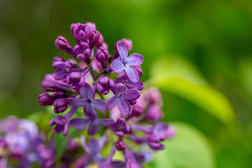 Syringa vulgaris flower growing in meadow, macro	