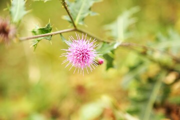 山に生える綺麗な花