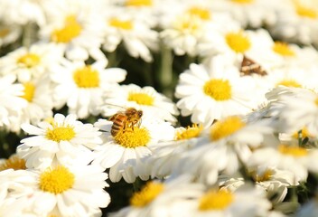 蜜を吸う蜂