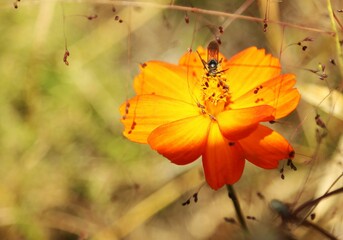 キバナコスモスと蜂