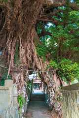中通島にある奈良尾神社のアコウ樹