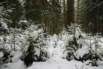 Winter snowy frosty landscape. The forest is covered with snow. Frost and fog in the park.