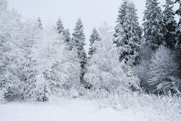 Winter snowy frosty landscape. The forest is covered with snow. Frost and fog in the park.